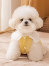 Fluffy white Bichon Frise in ruffle collar pet jumpsuit, yellow vest
