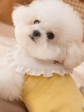 Fluffy white Bichon Frise in yellow pet jumpsuit with ruffle collar