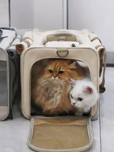 Breathable pet carrier bag with mesh sides housing two cats for pet travel