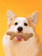 Hellbrauner weißer Corgi hält langlebiges Hundespielzeug aus Weizenfaser in Geweihform