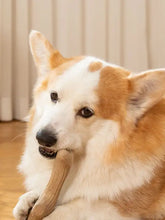 Flauschiger hellbrauner und weißer Corgi kaut auf langlebigem, geweihförmigem Hundespielzeug aus Weizenfaser