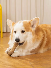 Hellbrauner weißer Corgi-Welpe kaut auf einem strapazierfähigen Hundespielzeug aus Weizenfaser auf Holzboden.