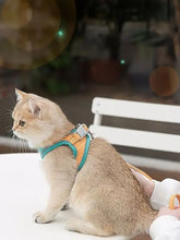Tan cat in Escape-Proof cat harness with teal orange plastic buckles