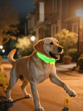 Golden Labrador in green LED pet collar for pet’s neck safety