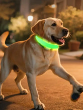 Yellow Labrador wearing bright green LED pet collar on pet’s neck