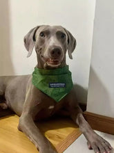 Weimaraner trägt ein grünes, gemustertes, leichtes Haustierhalstuch mit Lovelypetdog-Label