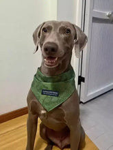 Weimaraner trägt ein leichtes Haustierhalstuch mit dem Label lovelypetdog Bandana