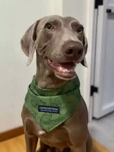 Weimaraner trägt ein leichtes Haustierhalstuch mit dem Label lovelypetdog