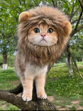 Fluffy golden-brown lion mane pet headwear on ginger cat