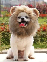 Fluffy light brown and white dog in lion mane pet headwear