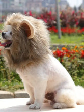 Fluffy white dog in lion mane pet headwear costume