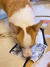 Tan white corgi sniffs newspaper style pet sound toy with crinkle film