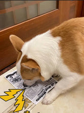 Tan white corgi sniffs newspaper style pet sound toy with crinkle film