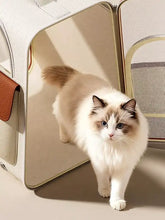 Fluffy ragdoll cat in portable breathable pet carrier backpack
