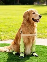 Golden retriever con gambaletti protettivi e scarpine per animali con stivaletti verde lime