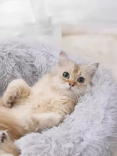 Flauschige cremefarbene Katze in rundem Plüsch-Beruhigungsnest für Haustiere auf weißer Decke