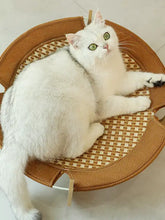 Fluffy white cat with green eyes on Round Woven Elevated Pet Bed