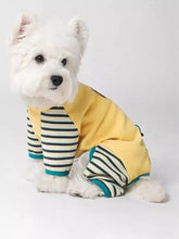 West Highland White Terrier bianco in tuta a righe giallo brillante