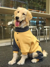 Szczeniak golden retriever w dwukolorowej kurtce dla psa z ciemnoszarymi tylnymi nogami