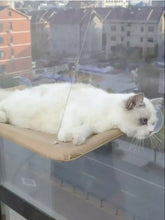 Flauschige weiße Katze mit grauen Zeichnungen auf Fensterbank-Katzenhängematte mit Saugnäpfen