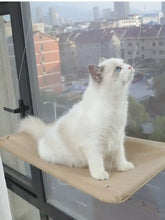 Flauschige weiße Katze mit blauen Augen auf Fensterplatz Katzenhängematte mit Saugnäpfen